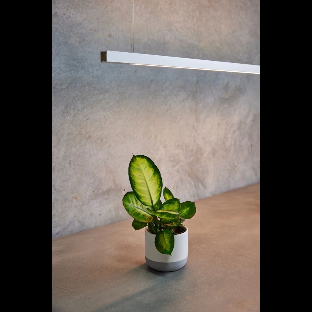Potted plant on a concrete surface with a neutral wall background