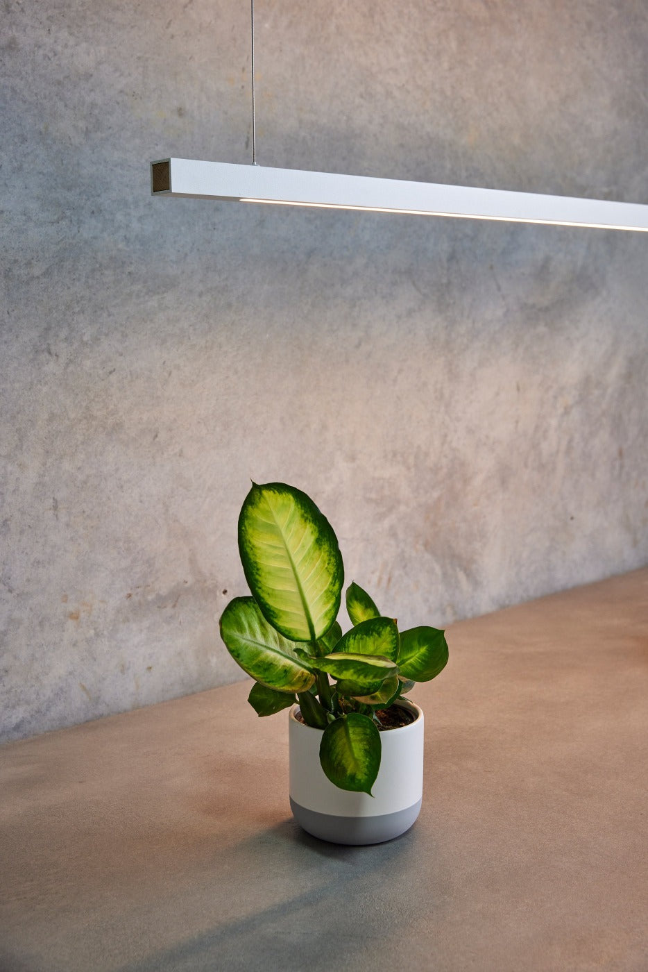 Linear White LED Pendant from Social Light